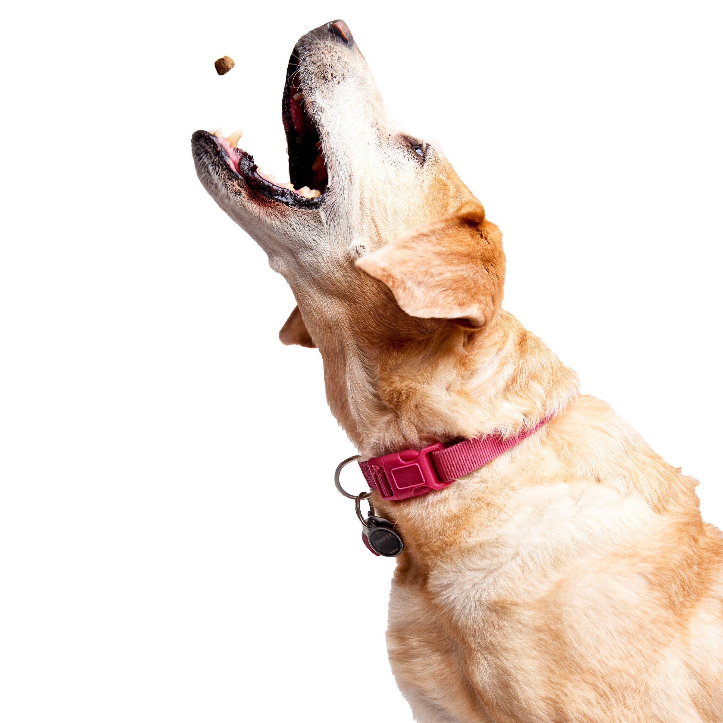 Aller-Immune Bites for Dogs, Lamb Flavor, 170-Count